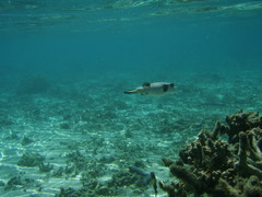 Arothron immaculatus