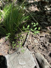 Paronychia canadensis, photograph (c) Bonnie Semmling, some rights reserved (CC BY)