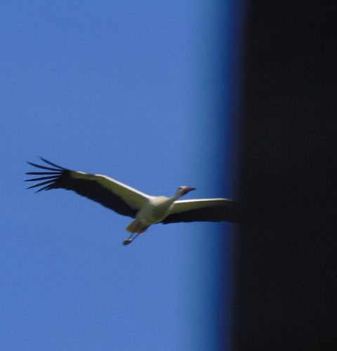 iNaturalist image