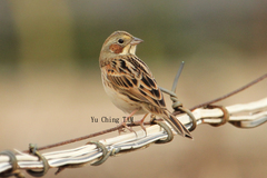 Emberiza fucata