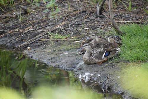 iNaturalist: (c) Biscotte, some rights reserved (CC BY-NC), uploaded by Biscotte iNaturalist image