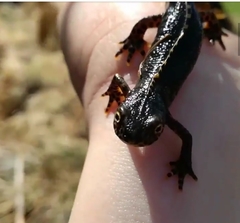 Ichthyosaura alpestris alpestris