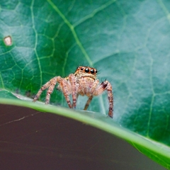 Carrhotus viduus