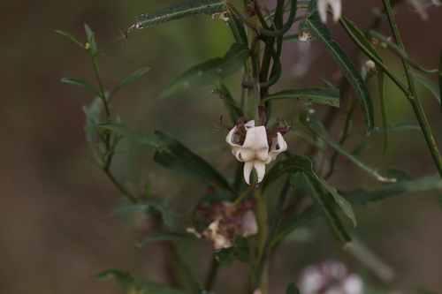 Araujia angustifolia