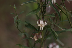 Araujia angustifolia