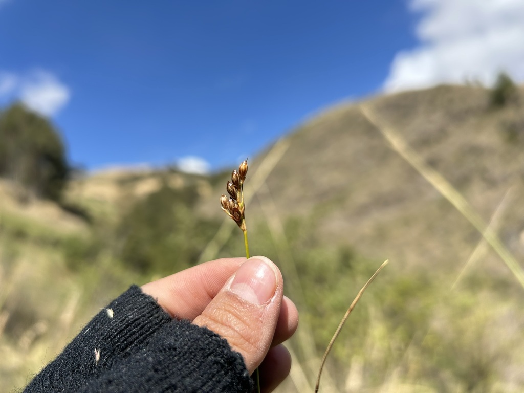 Juncus imbricatus; photograph (c) Staci Oré, some rights reserved (CC BY)