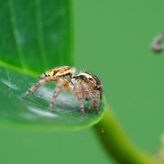 Carrhotus viduus