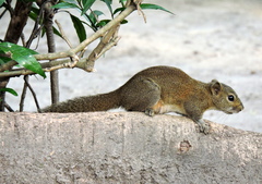 Callosciurus pygerythrus