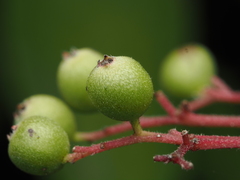 Cornus asperifolia, photograph (c) carter, some rights reserved (CC BY)