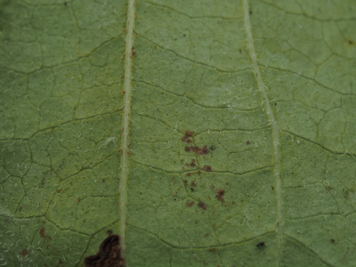Cornus asperifolia, photograph 4