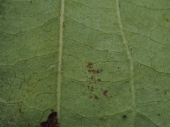 Cornus asperifolia, photograph (c) carter, some rights reserved (CC BY)