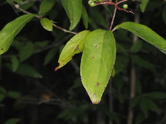 Cornus asperifolia