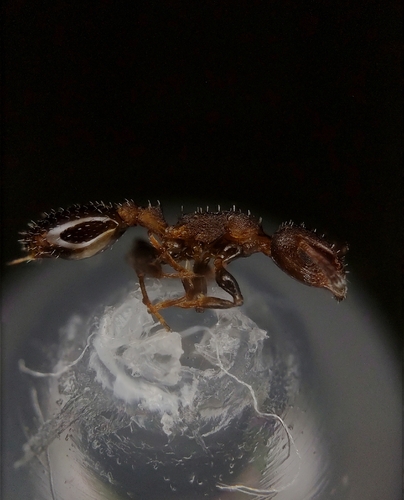 Temnothorax dessyiTemnothorax dessyi