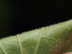 Cornus asperifolia, photograph (c) carter, some rights reserved (CC BY)