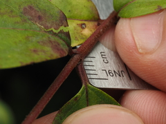 Cornus asperifolia, photograph (c) carter, some rights reserved (CC BY)