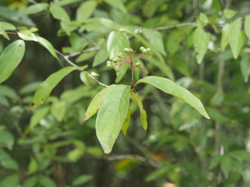 Cornus asperifolia, photograph 1