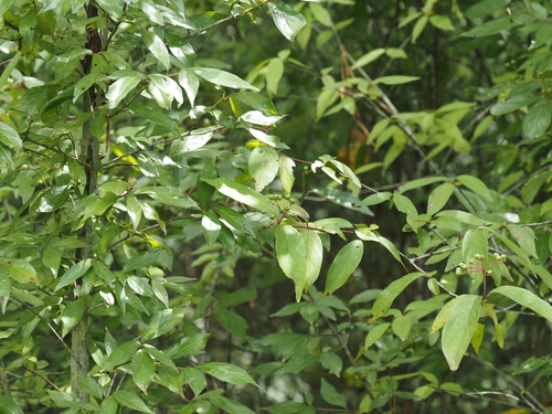Cornus asperifolia, photograph 6