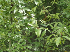 Cornus asperifolia, photograph (c) carter, some rights reserved (CC BY)