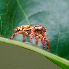 Carrhotus viduus