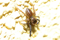Euophrys frontalis