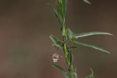 Araujia angustifolia, photograph (c) Andrea Gantzer, some rights reserved (CC BY)