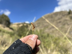 Juncus imbricatus, photograph (c) Staci Oré, some rights reserved (CC BY)