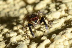 Euophrys frontalis
