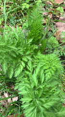 Torilis nodosa