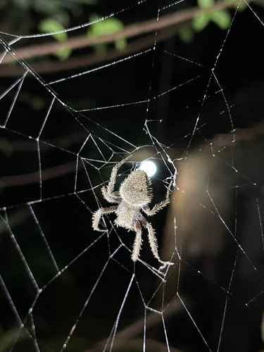 Eriophora edax