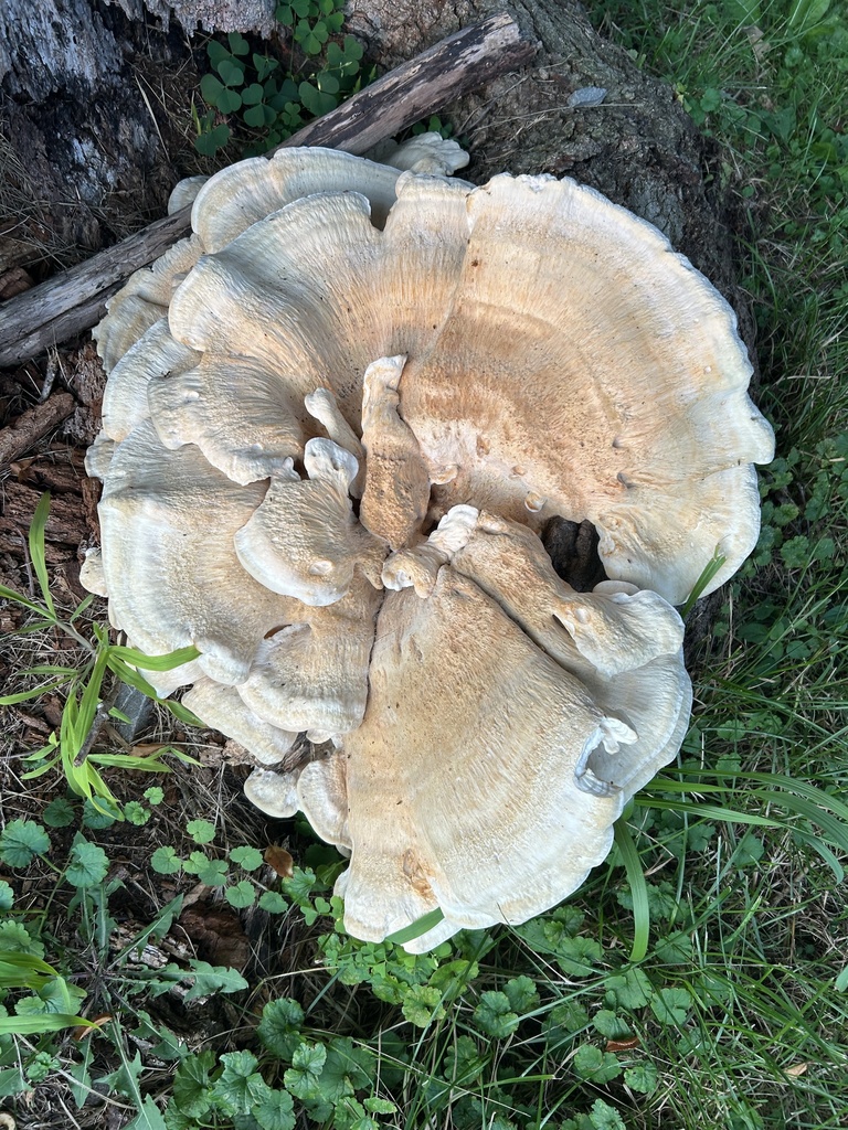 Berkeley's Polypore · July 2026 · photo: Photo: no rights reserved · iNaturalist