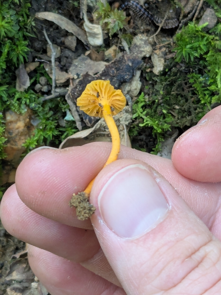 Small Chanterelle · July 2026 · photo: Photo: (c) Hannah Jones, some rights reserved (CC BY) · iNaturalist