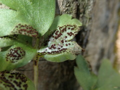 Puccinia adoxae
