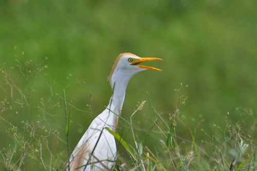 iNaturalist image
