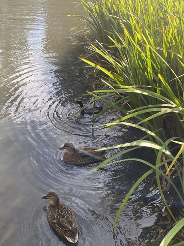iNaturalist image
