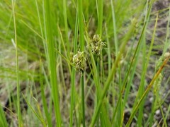 Carex unilateralis
