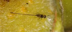 Sycoryctes hirtus