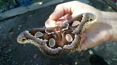 Rothschildia schreiteriana