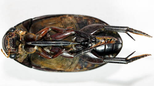 Hydrophilus brevispina