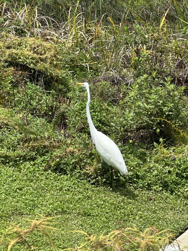 iNaturalist: (c) zstephens, some rights reserved (CC BY-NC) iNaturalist image
