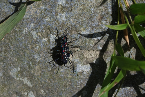 Cosmodela separata