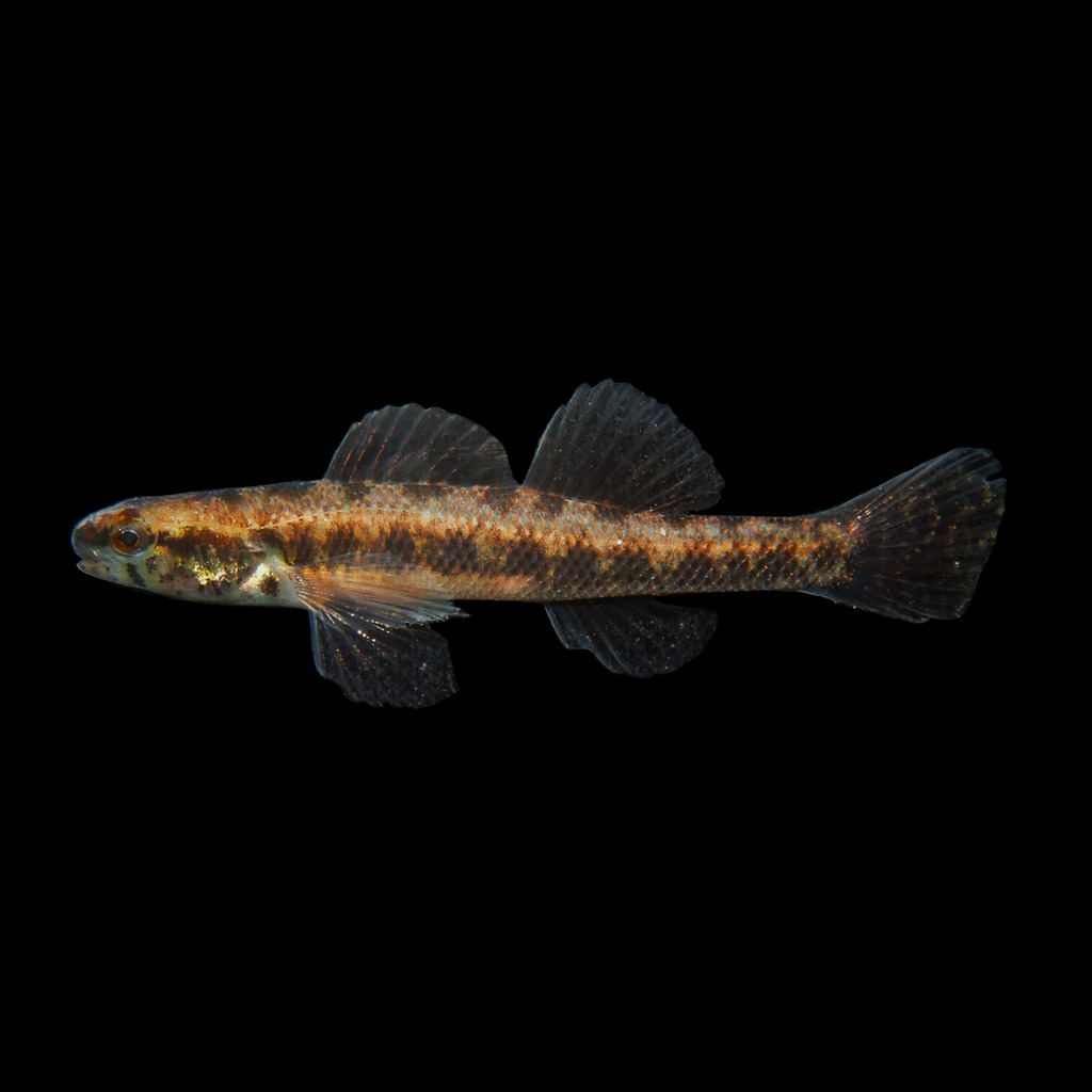 Swamp Darter