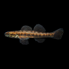 Swamp Darter photo 1