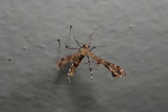 Nippoptilia cinctipedalis