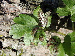 Puccinia adoxae