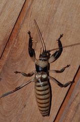 Oncodopus zonatus