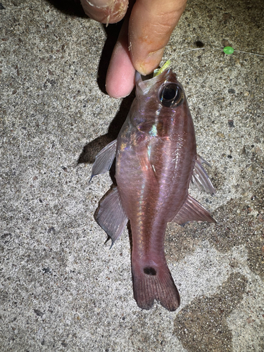 Ostorhinchus cookii observed 2026-07-26