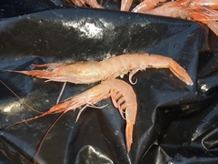 Parapenaeus longirostris