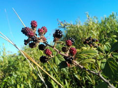 Rubus ulmifolius