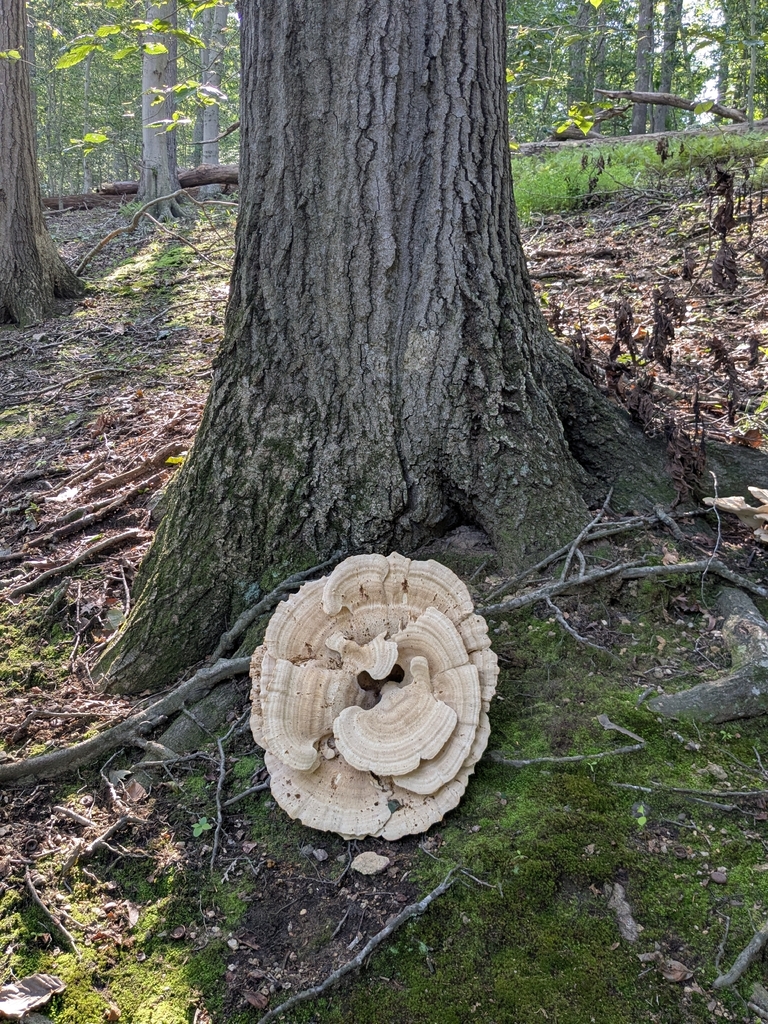Berkeley's Polypore · July 2026 · photo: Photo: (c) Hannah Jones, some rights reserved (CC BY) · iNaturalist