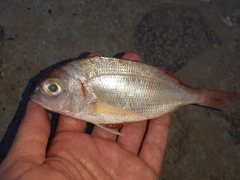 Pagellus erythrinus